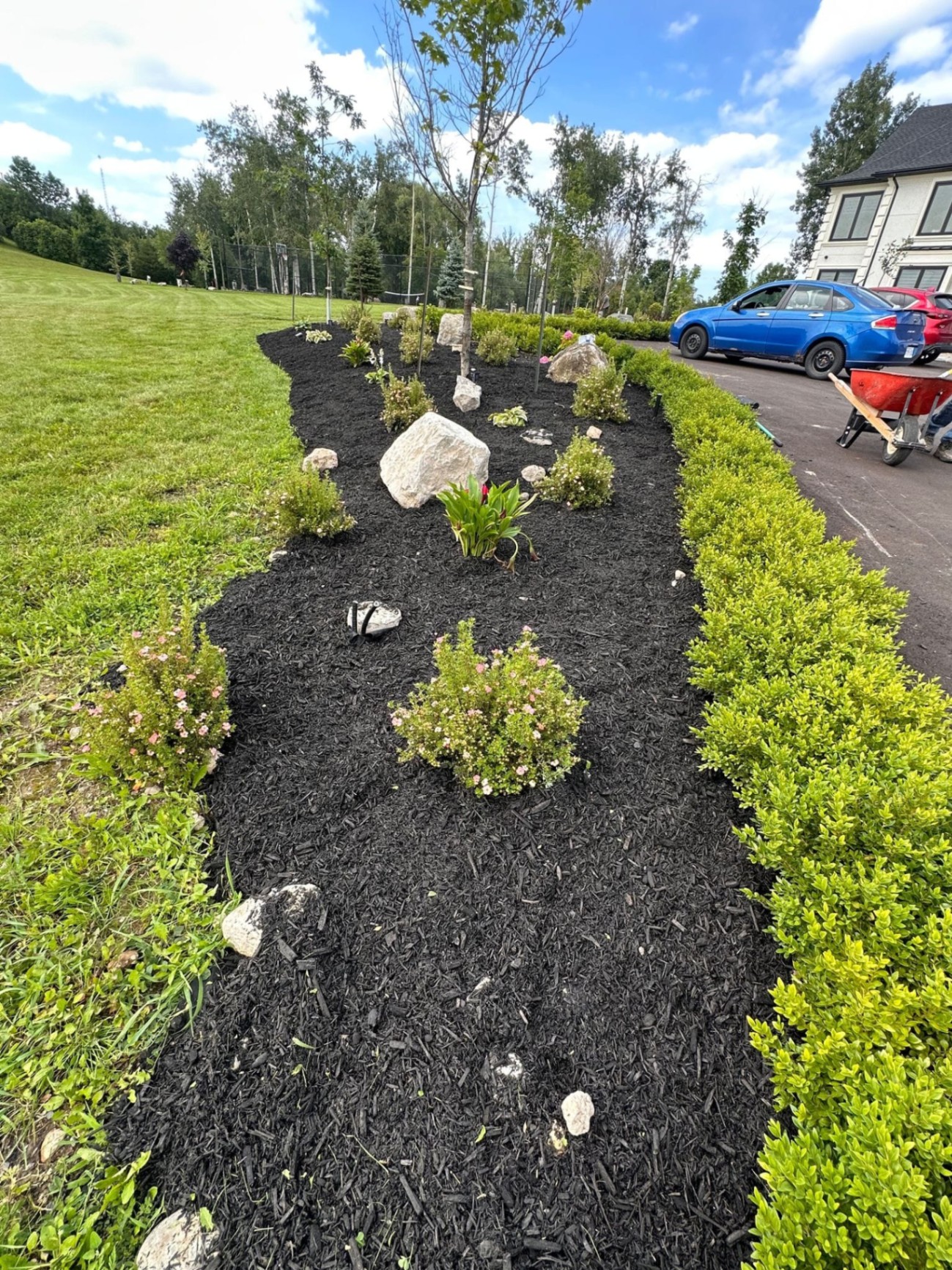 Freshly mulched garden bed with boxwood hedge, shrubs and feature boulders